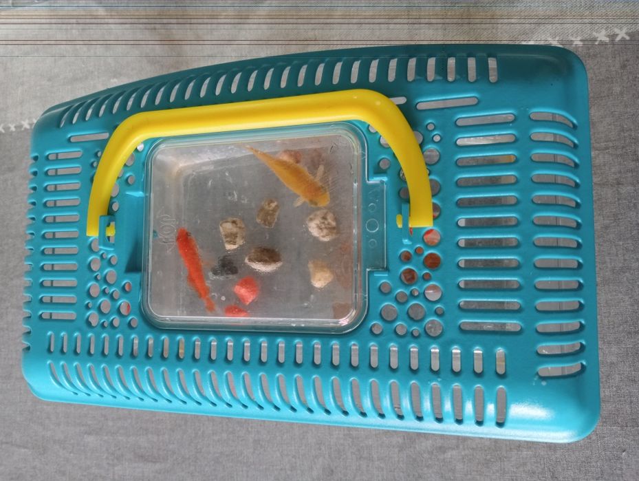 2 peixes Cometa + Acessórios