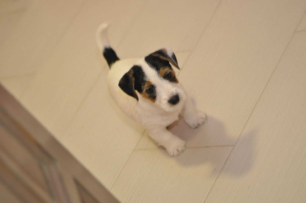 Jack Russell terrier ZKWP rodowód metryka gotowa do zmiany domu