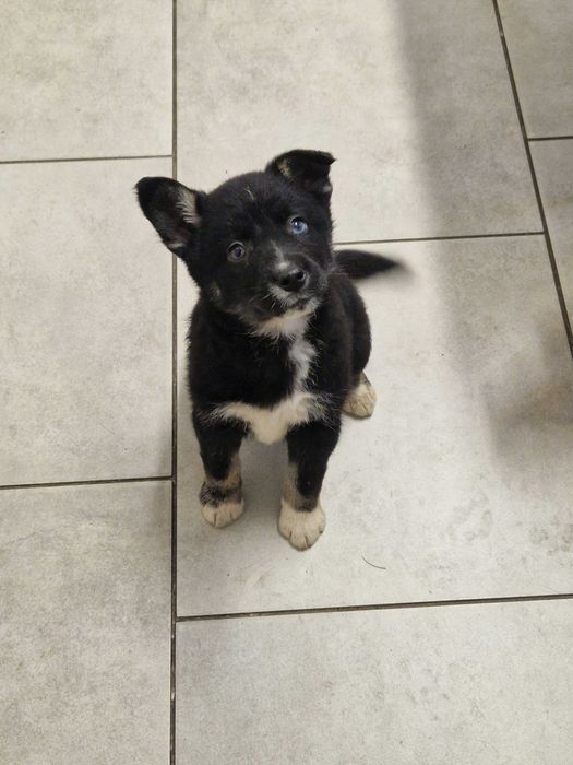 Persi, szczeniak z niebieskim okiem.