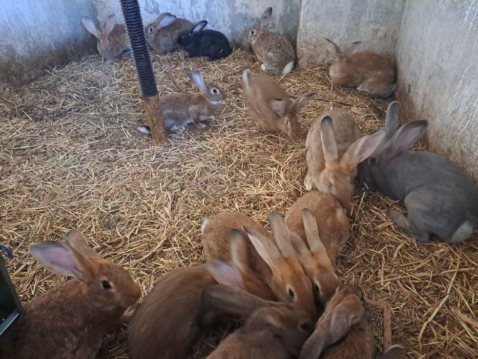 Coelhos para venda