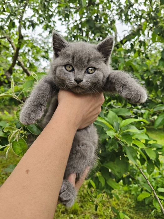Котики Британці шукають люблячу родину