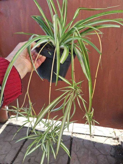 Хлорофітуми трьох видів