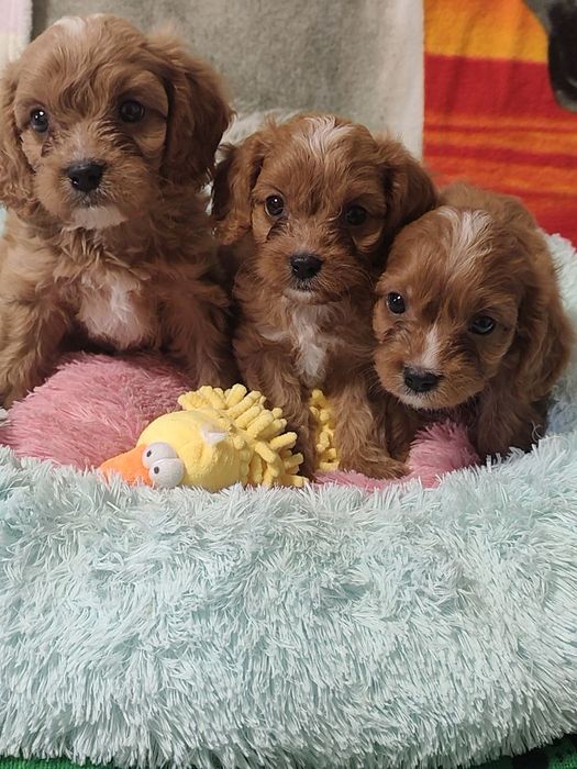 Очаровательные детки КаваПу