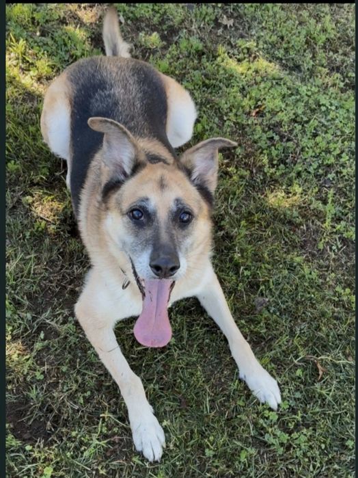 Nala: Uma Pastora Alemã dócil à procura de um final feliz