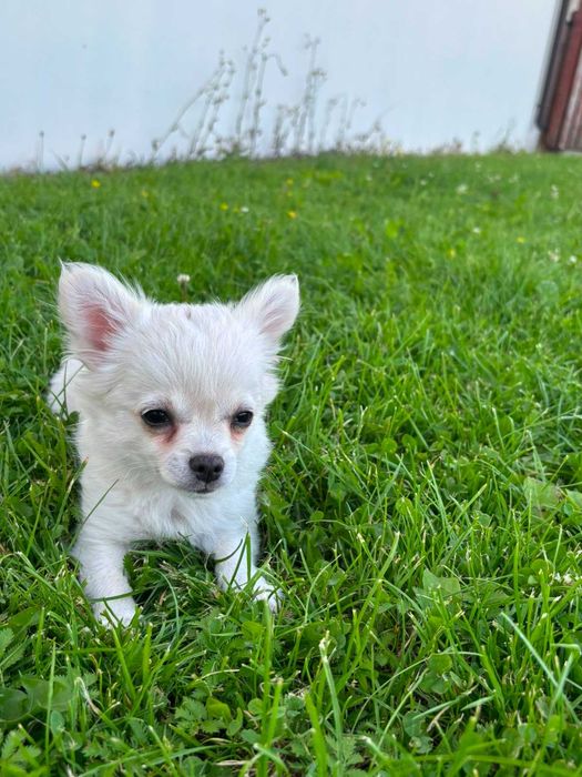 Chihuahua długowłosa