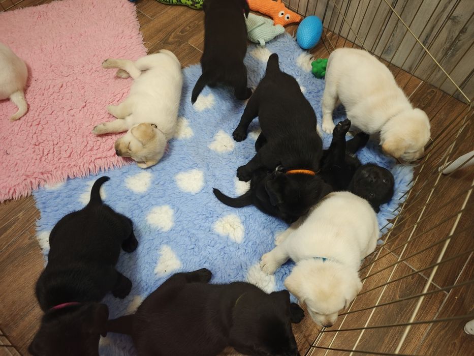 Labrador Retriever Suczka Związek Kynologiczny w Polsce