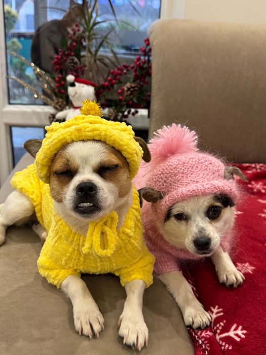 Шукаємо люблячу сім’ю для мами й донечки чіхуахуа.