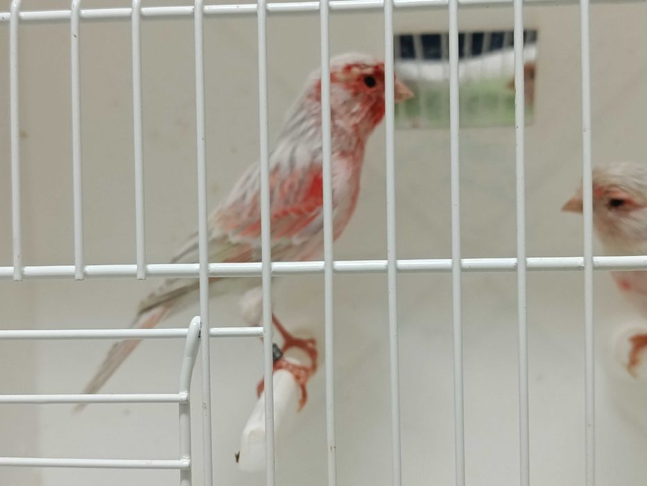 Canários ágatas opala vermelho mosaico