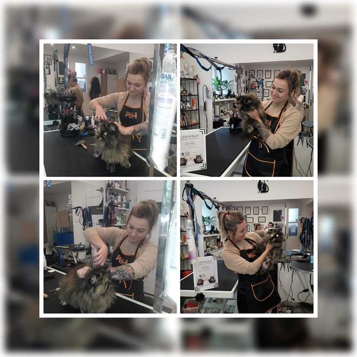 Szkolenie  i seminarium z pielęgnacji Kota