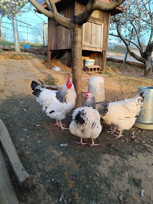 Vendo ovos de galinhas Sussex ligth.