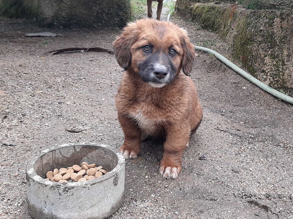 Cachoro femea de estimação
