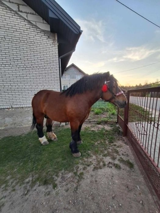 SPRZEDAM OGIERA 4 letniego z licencją!!!!!!
