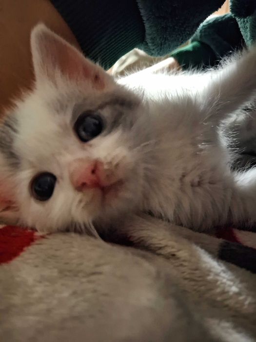 Кошеня, котик, кішечка Первомайськ Миколаївська обл.