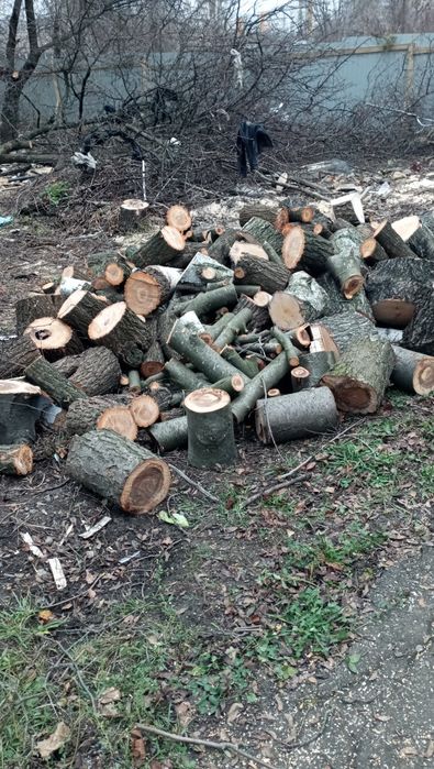 Спил деревьев бесплатно