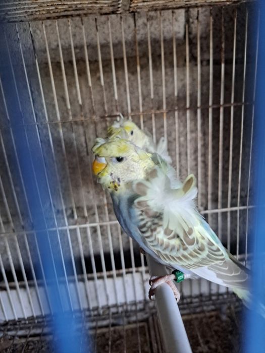 Periquitos hagronomos