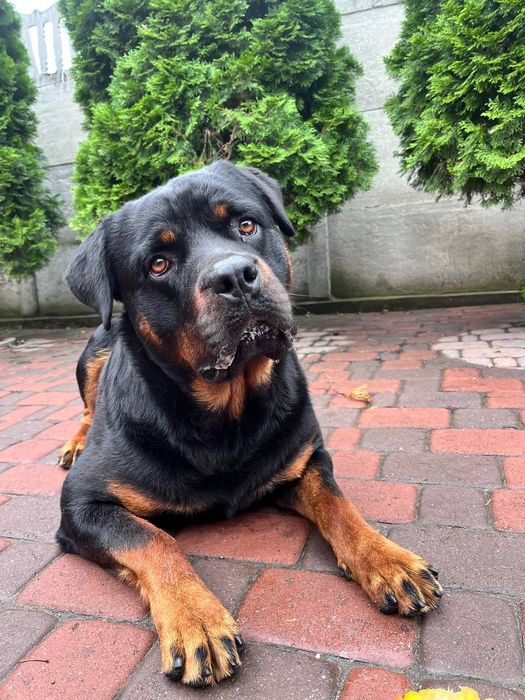 Ротвейлер на вязку