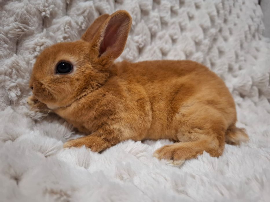 Królik króliczek karzełek rex Orange miniaturka mini lop