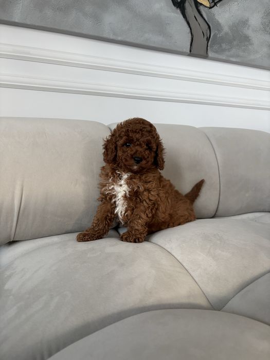 Pudel Toy Mini piesek z rodowodem