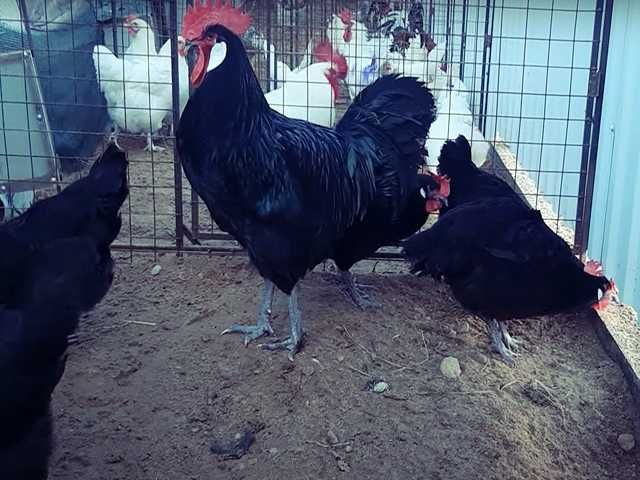 Інкубаційне яйце птиці різних порід Барбезье.