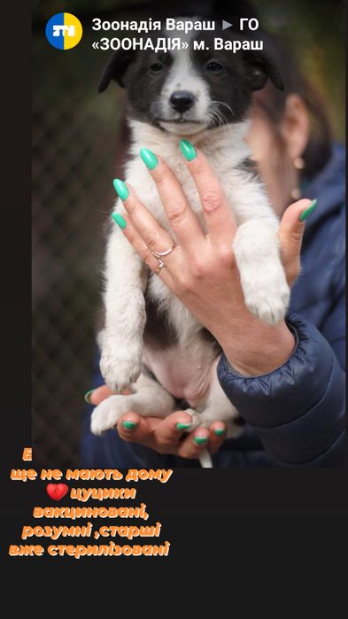 Цуцики в добрі руки