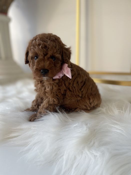 VIP Той-Пуделі — Гарантовано закохаєтесь з першого погляду