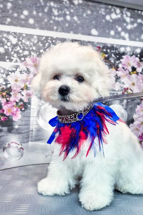 Bichon Frise Szczeniak Ami z Dylewskiego Lasu FCI