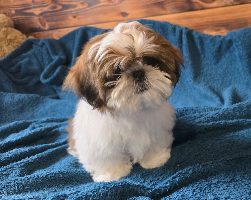 Shih-tzu chłopiec