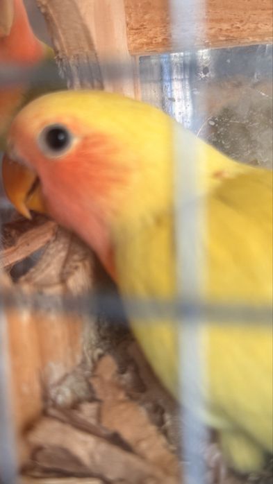 Vendo bebé agaponis , nasceu a 6 de Agosto , sem sexagem