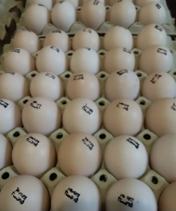 Ломан Браун инкубационные яйца