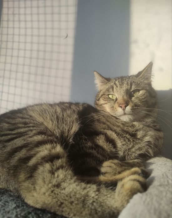kot kocur do adopcji za darmo