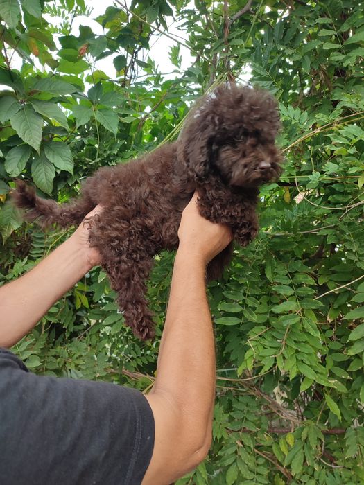 Продаж щенят карликовий пудель шоколадного кольору