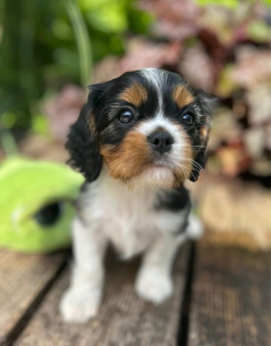 Cavalier King Charles Spaniel Szczeniak