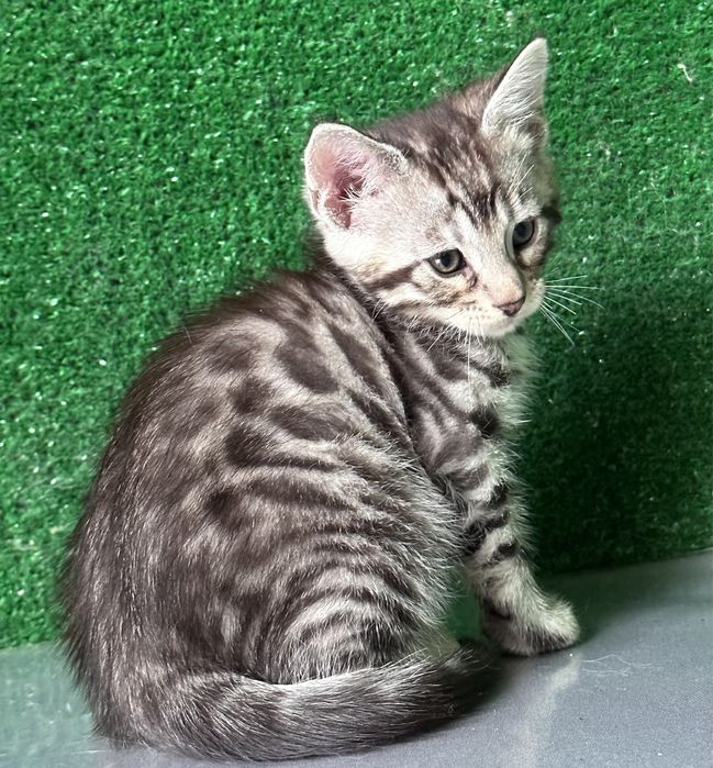 Три мальчика бенгала