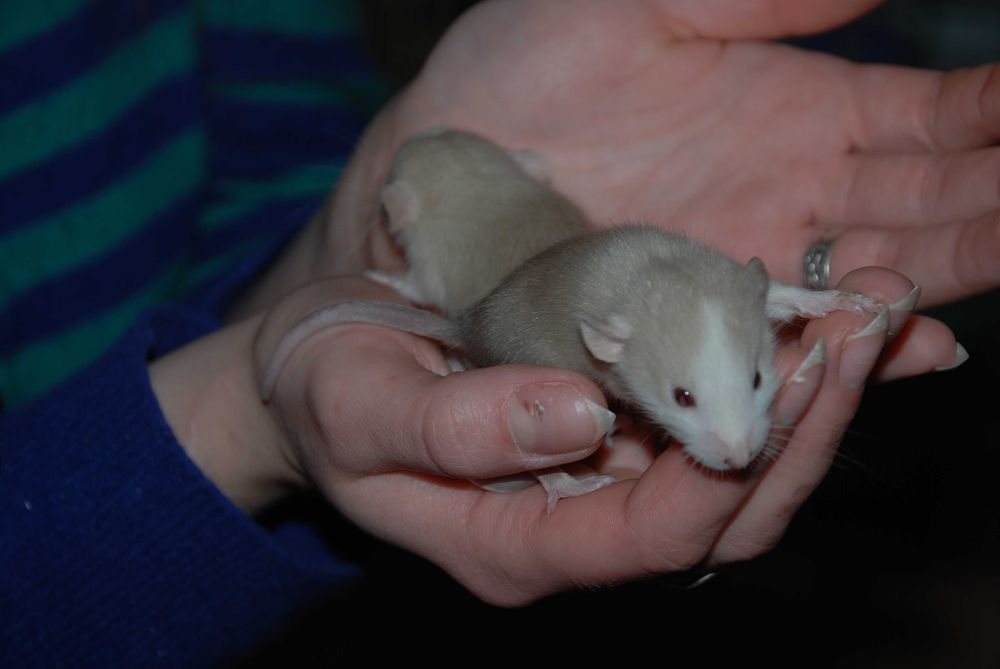 Щуренятка щурики, домашня декоративна криска дамбо та укомплект клітки