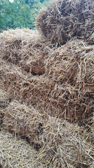 Słoma pszeniczna duże kostki