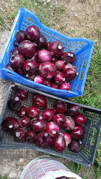 Sałatka z kurkumą i sos pomidorowy