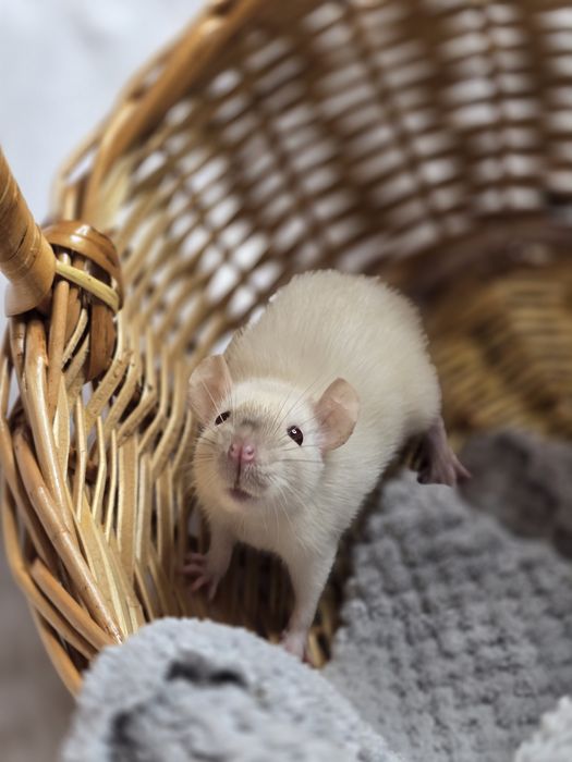Ручные крысята дамбо. Есть доставка, клетки. Домашние ручные крысы, кр