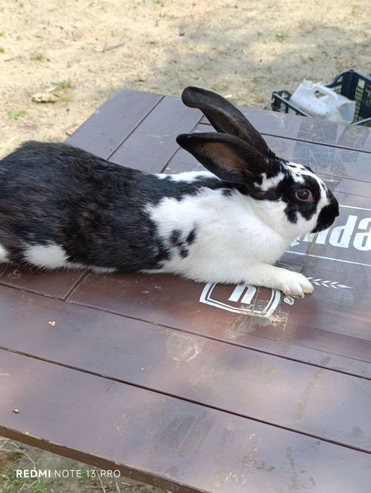 Продам кролів Термонці та Строкачі