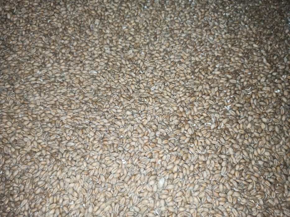 Sprzedam pszenicę Patras - rok po centrali