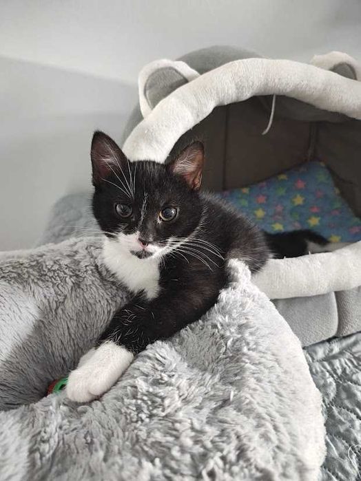 WUZETKA - śliczna urocza 4-miesieczna koteczka szuka domku!