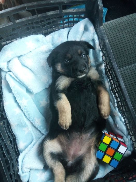 Pet-sitting/ Tomo conta de animais