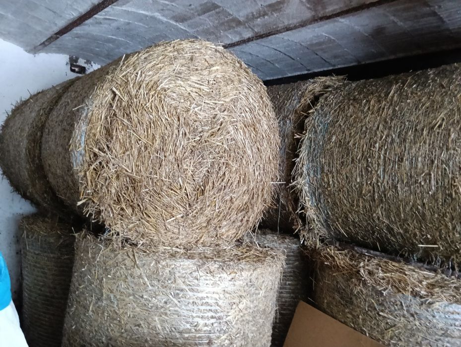 Słoma pszenżyto, sucha spod dachu