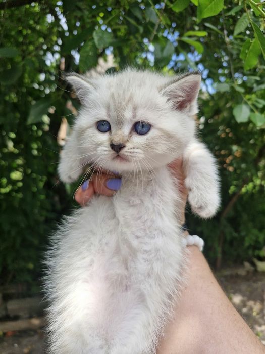 Продам шотландської породи котинят