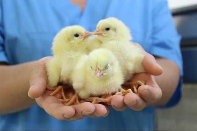 Добові курчата Бройлер КООБ 500