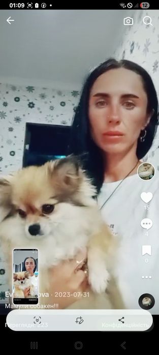 Міні дівчинка шпіц 2,5 роки