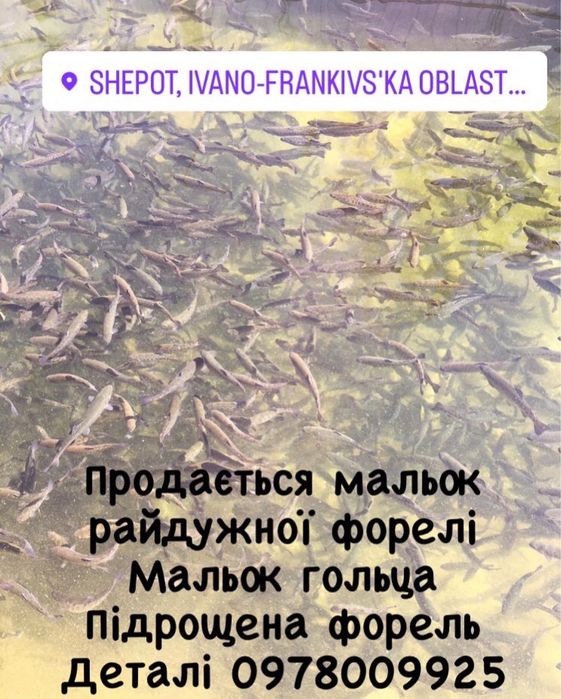 Продається мальок райдужної форелі вирощений в штучних умовах