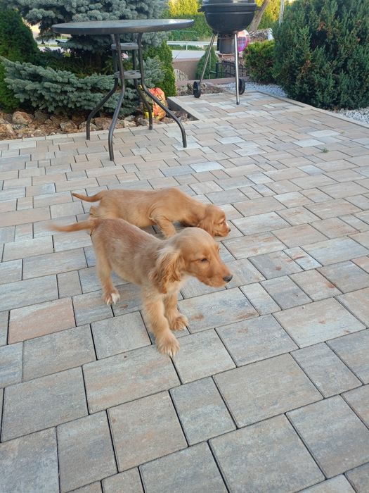 Sprzedam pieska Cocker spaniel