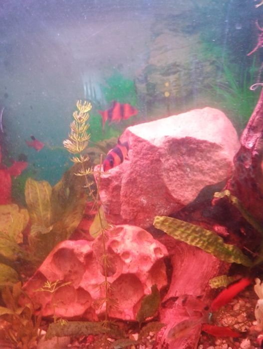 Rybki bocje wspaniałe