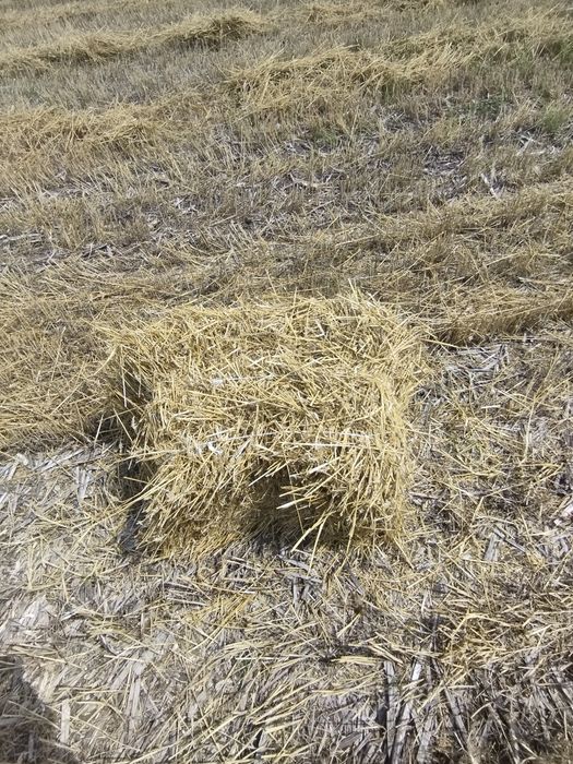 Тюки соломи продам