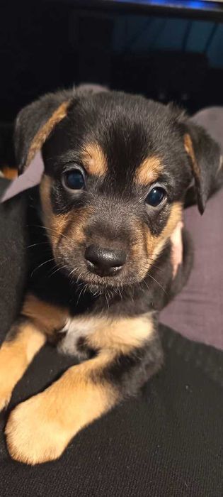 Oddam w dobre ręce pieski kundelki dwie suczki